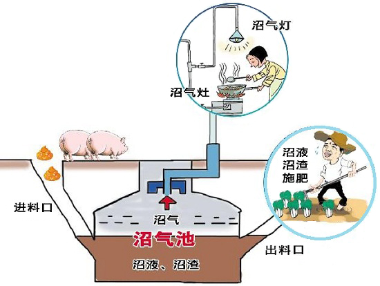 沼氣發(fā)酵菌